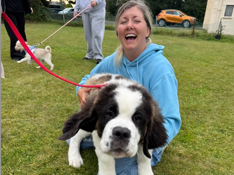 dog training chester 1