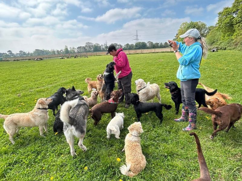 dog training chester 3 (1)